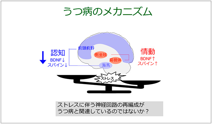 図15　うつ病の発症メカニズム<